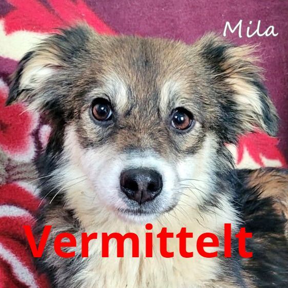 Mila