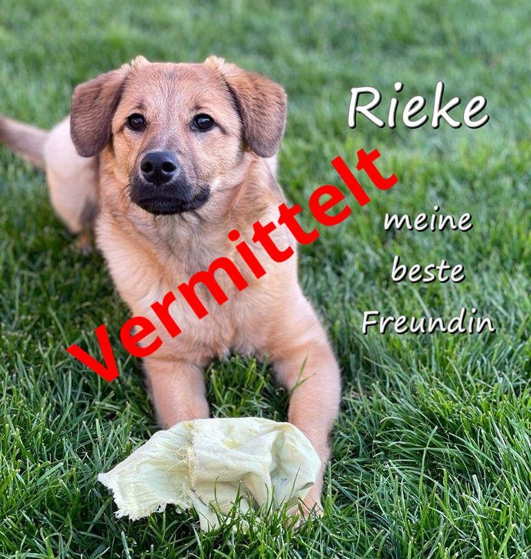 Rieke