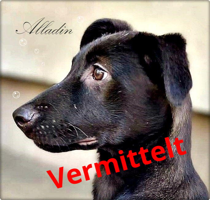 Alladin