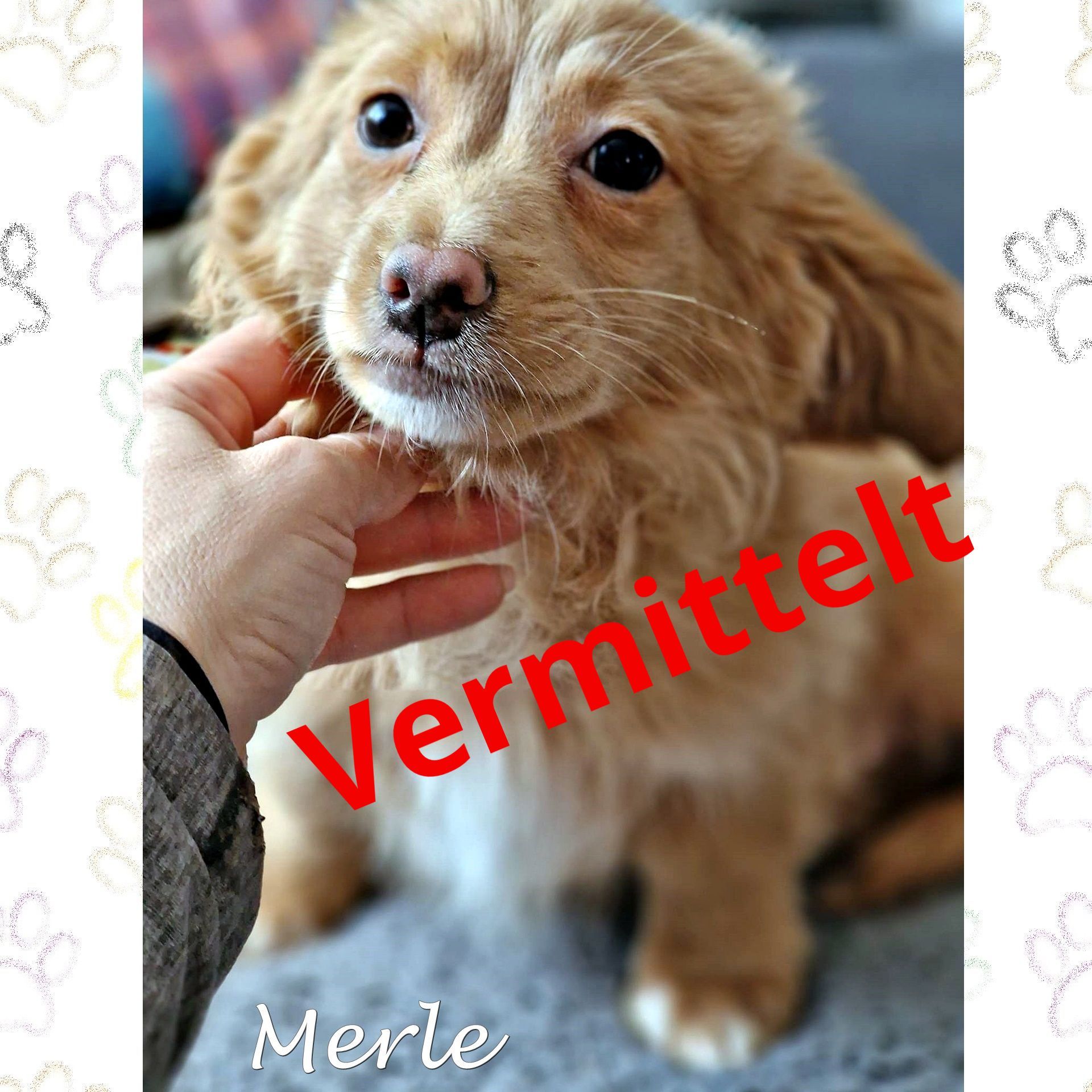 Merle