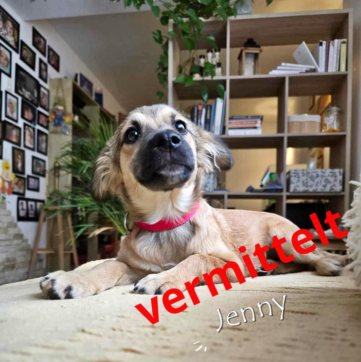 Jenny