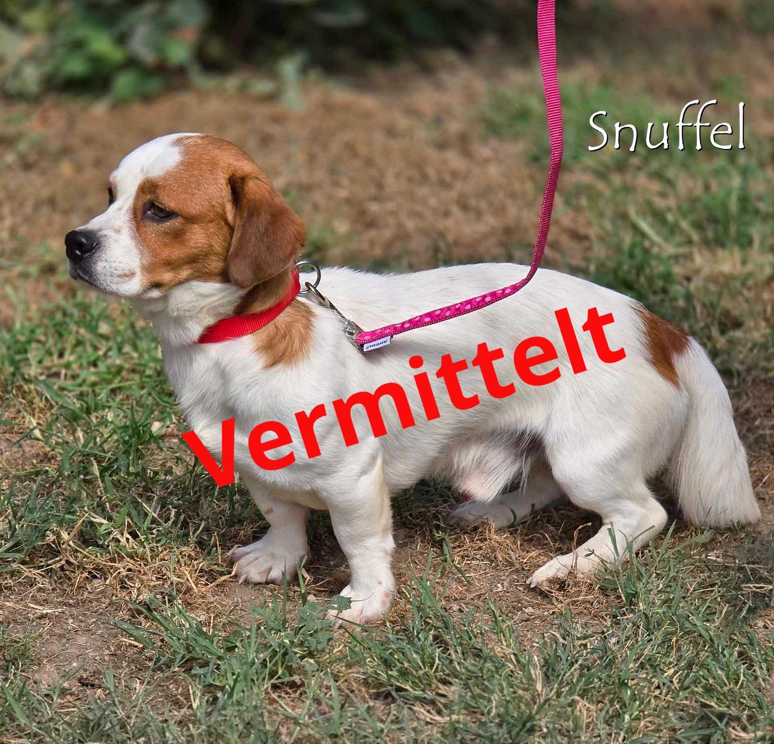 Snuffel
