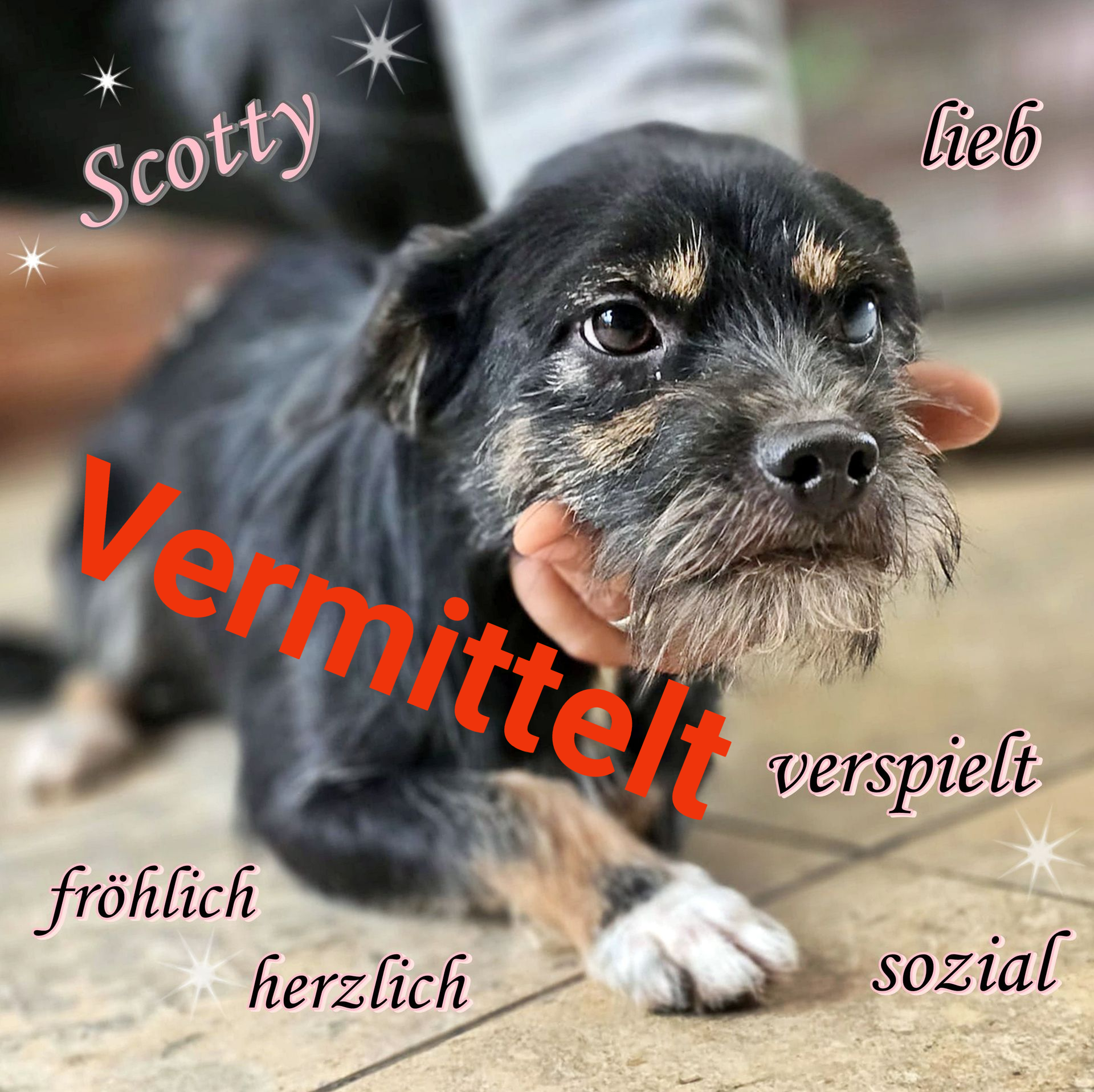 Scotty