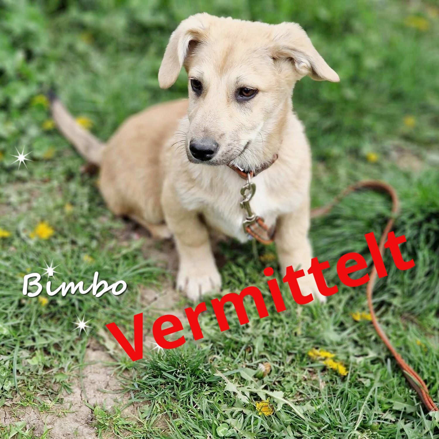 Bimbo