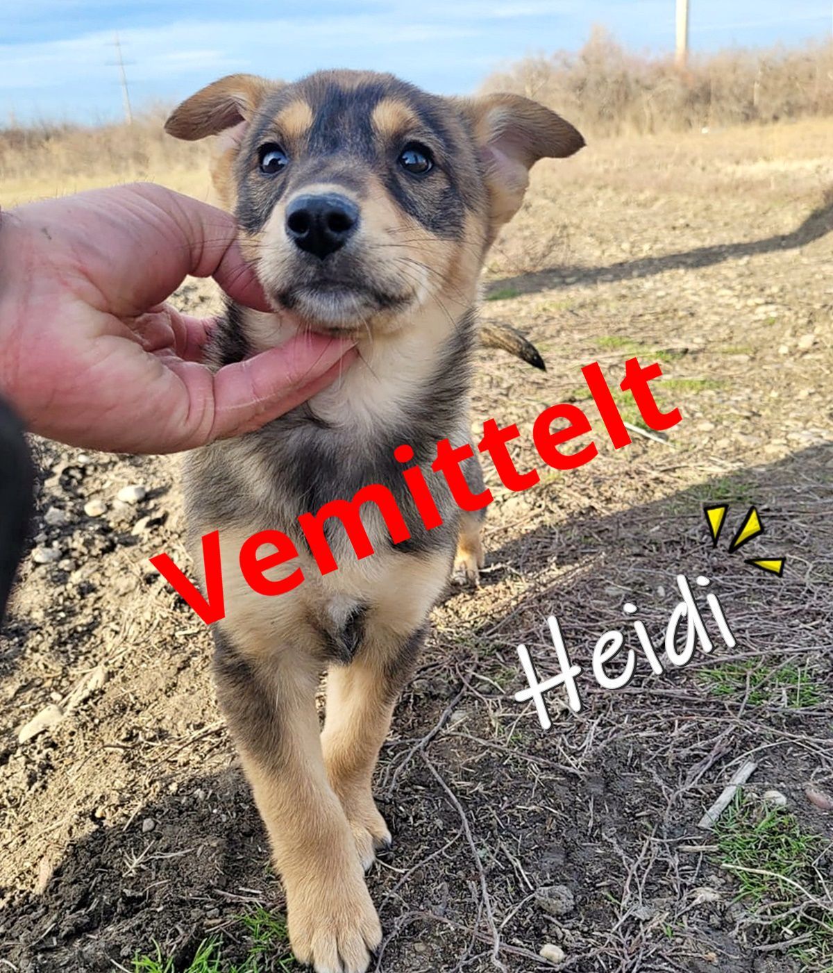 Heidi