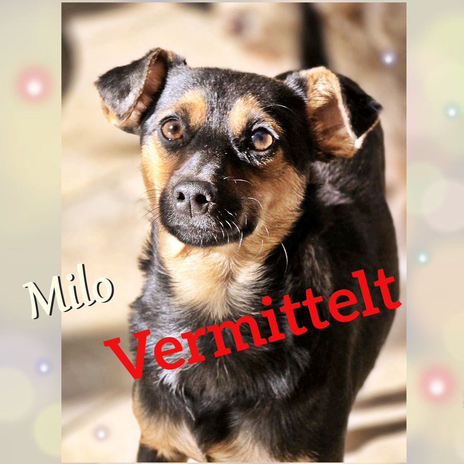 Milo