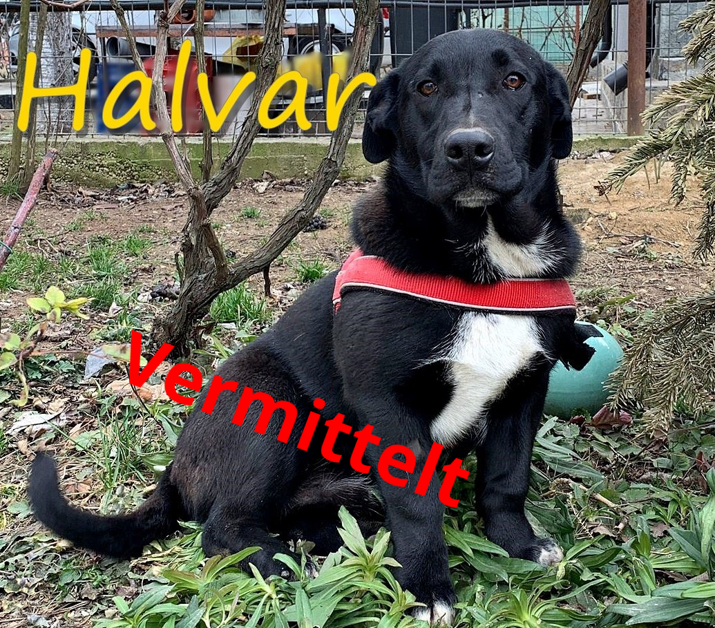 Halvar