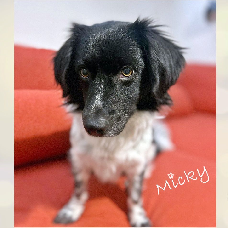 Micky