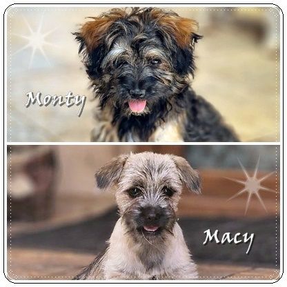 Macy und Monty