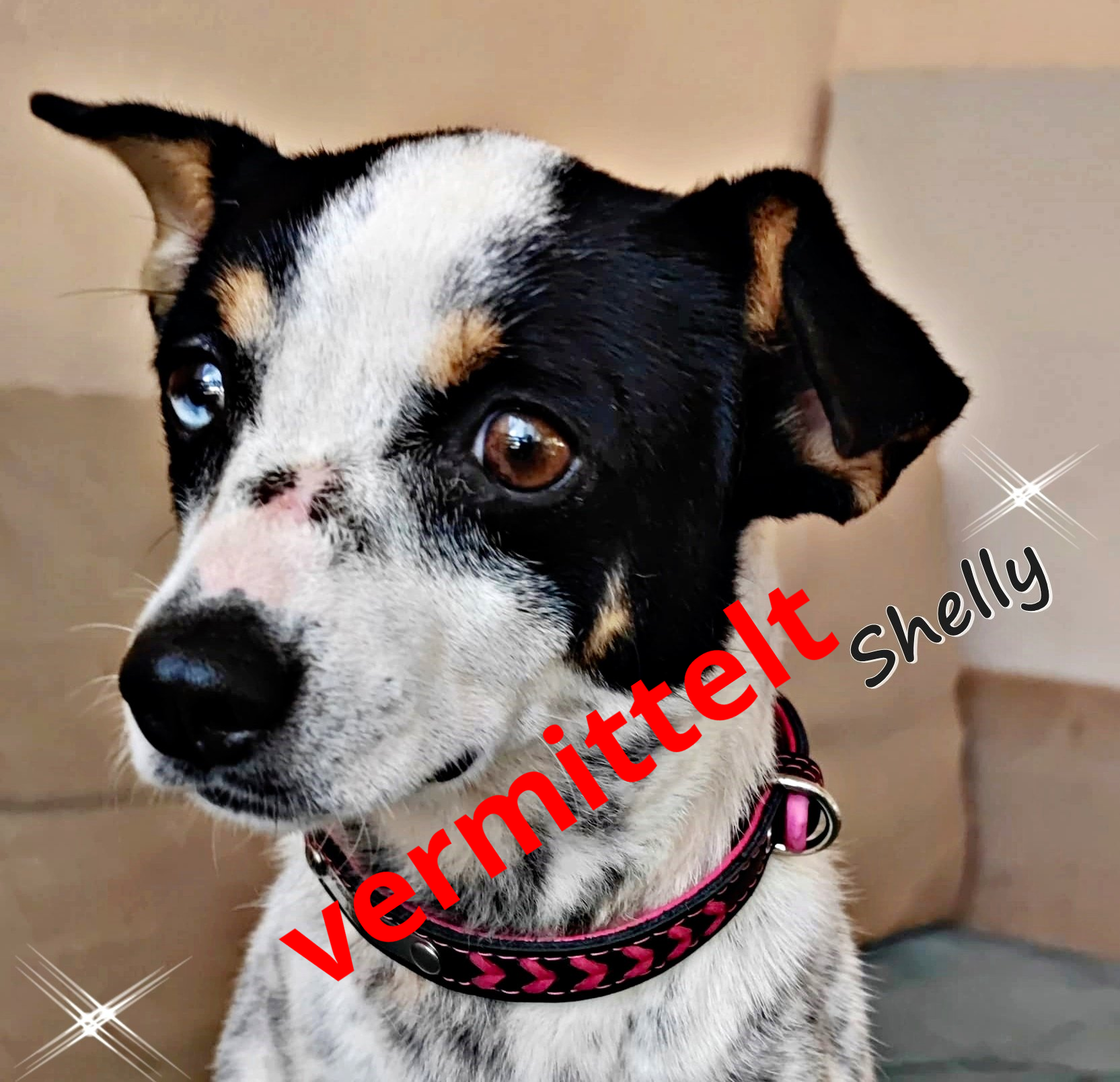 Shelly