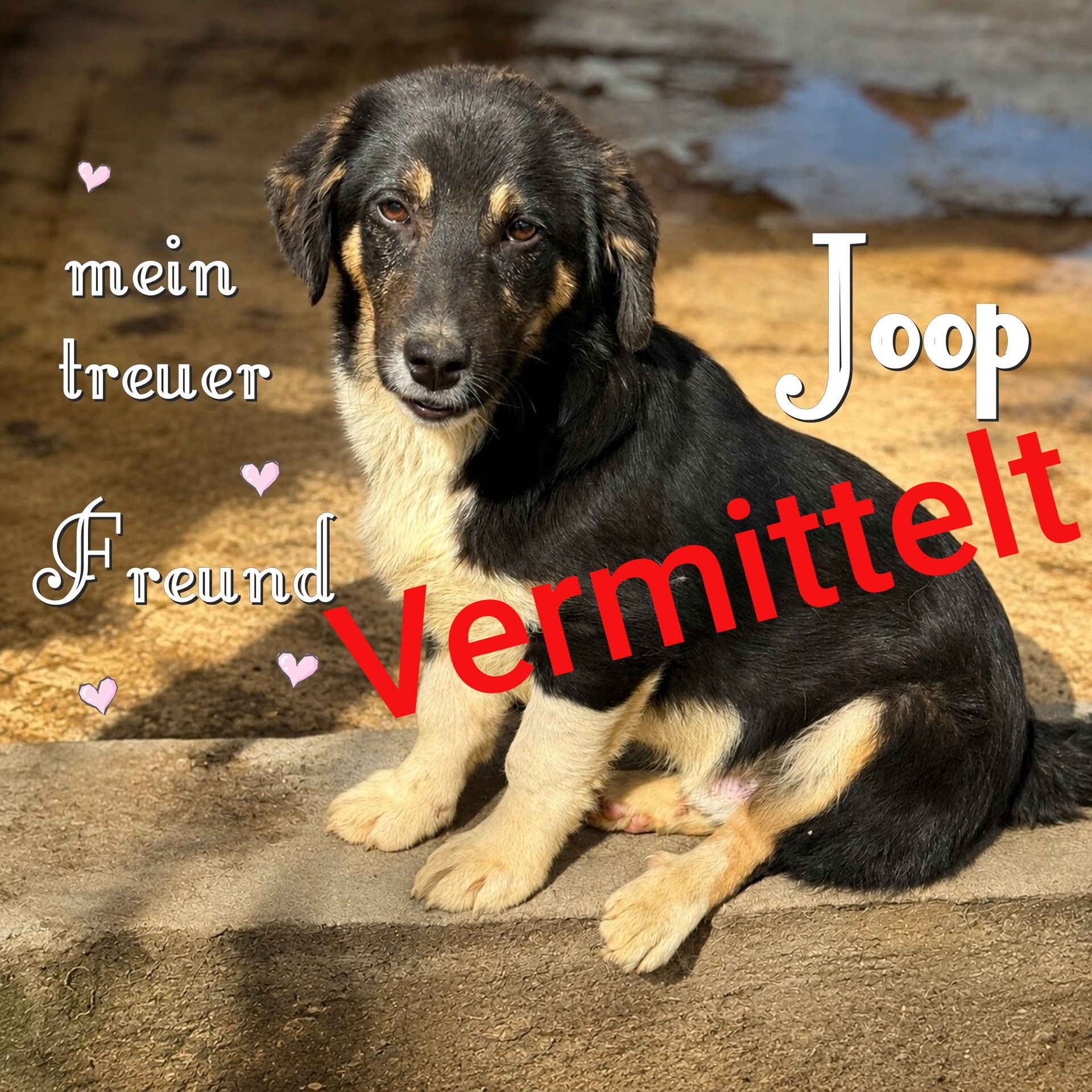 Joop