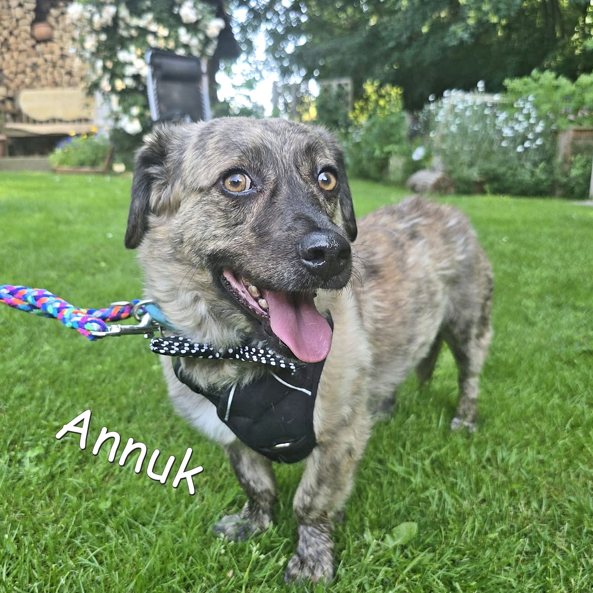 Annuk