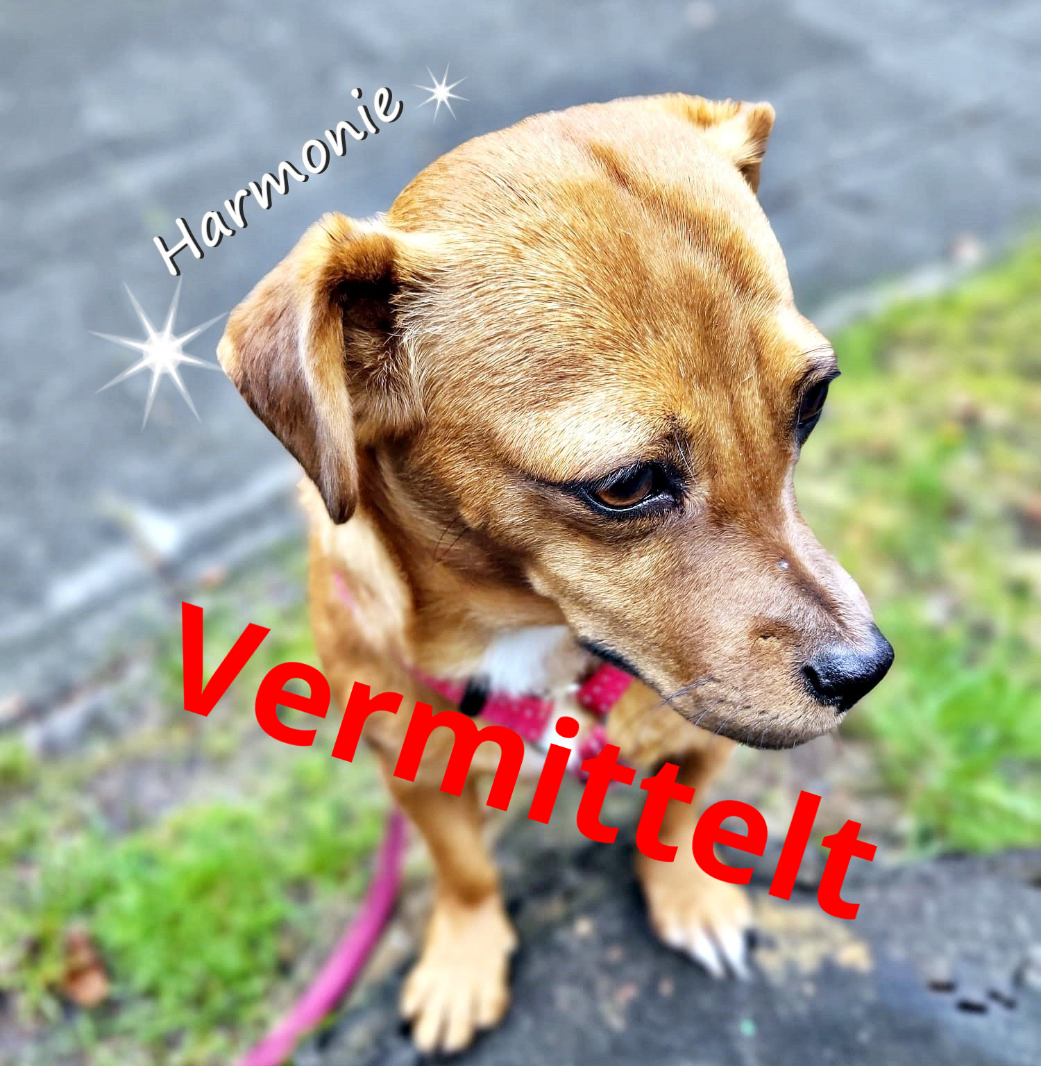 Harmonie