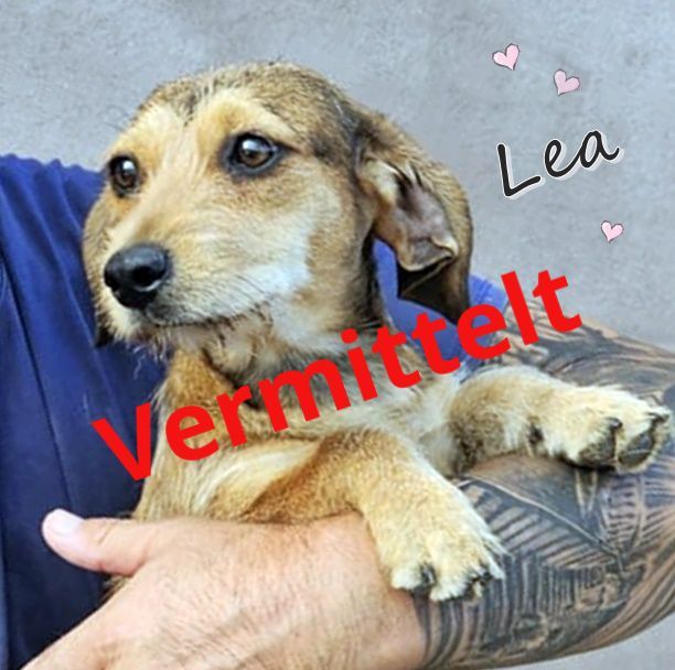 Lea