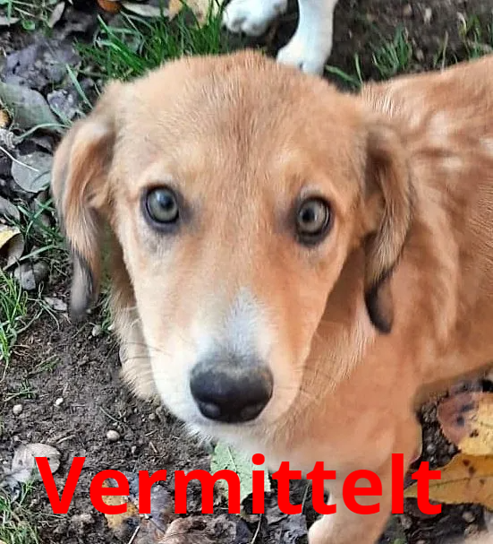 Finchen
