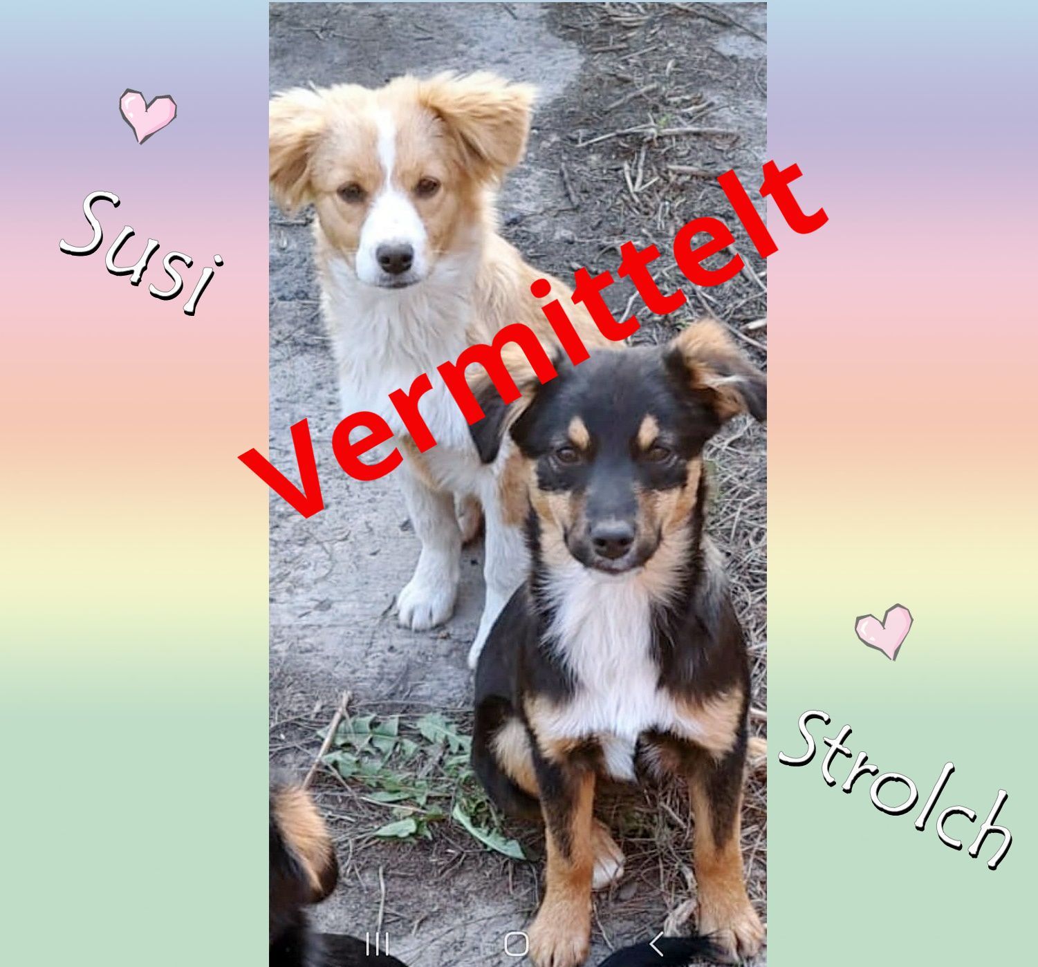 Susi und Strolch