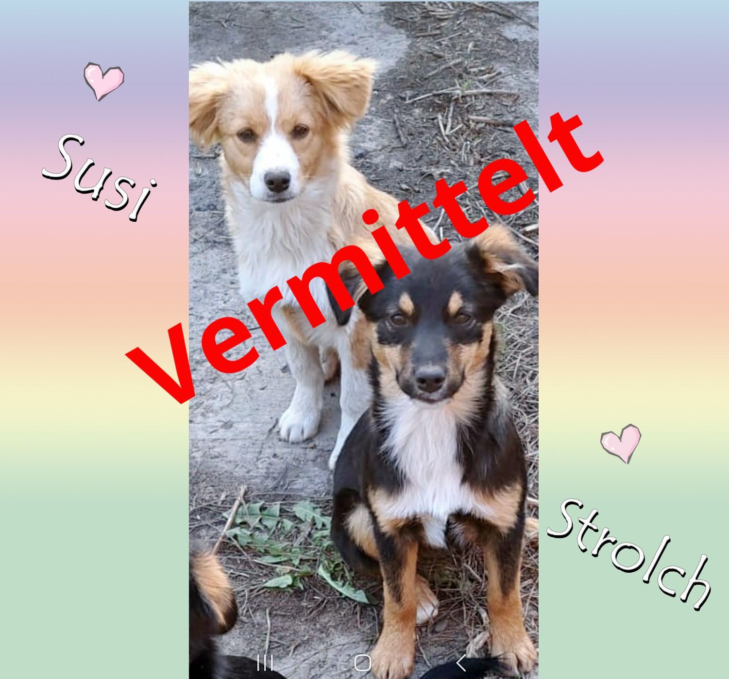Susi und Strolch