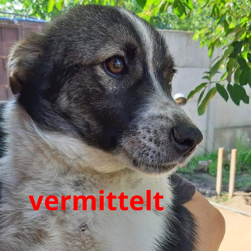 Petunia