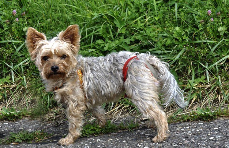 Windeln für Hündinnen