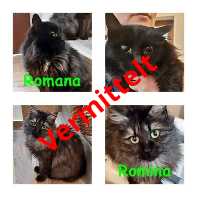 Rosie