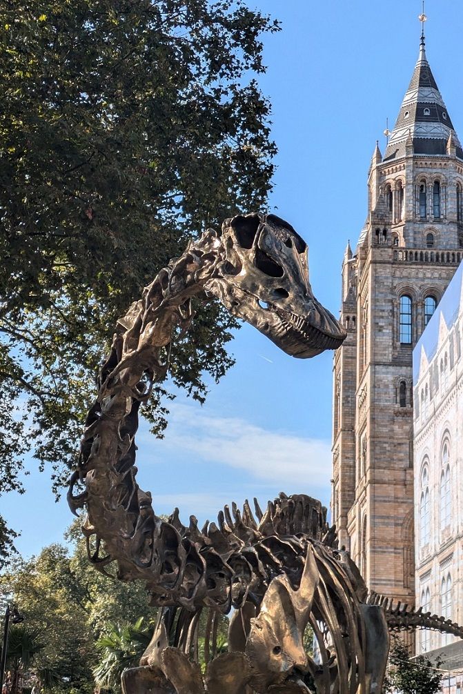 Dippy at South Kensington Museums South Kensington