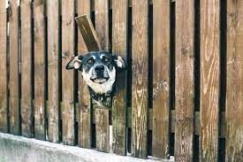 Dog Fencing
