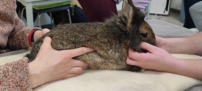 Tierheilpraktiker Ausbildung