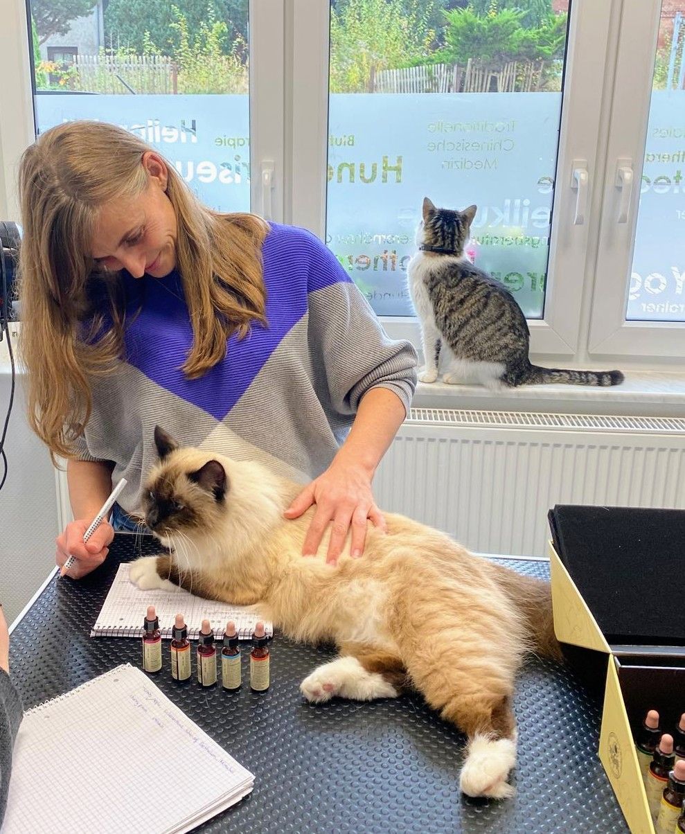 Bachblüten Tierheilpraktiker