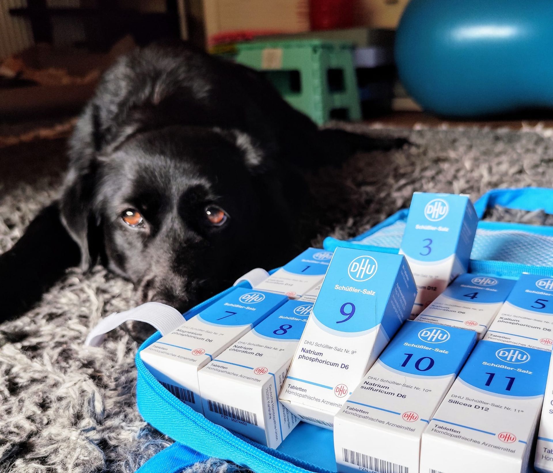 Tierhomöopathie Tierheilpraktiker