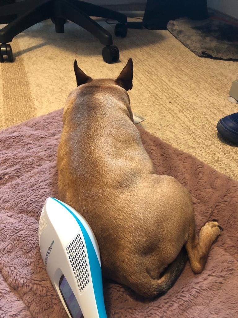 Laser Frequenz Therapie tierheilpraktiker