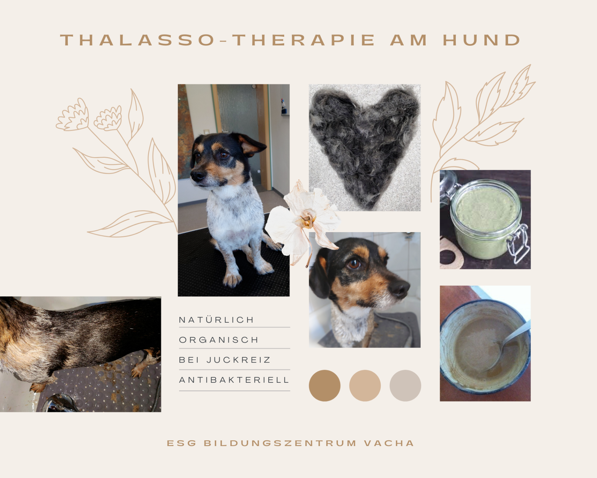 Thalasso Therapie Hund