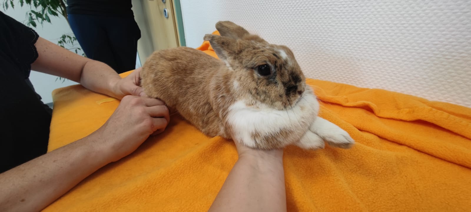 Tierakupunktur Kaninchen