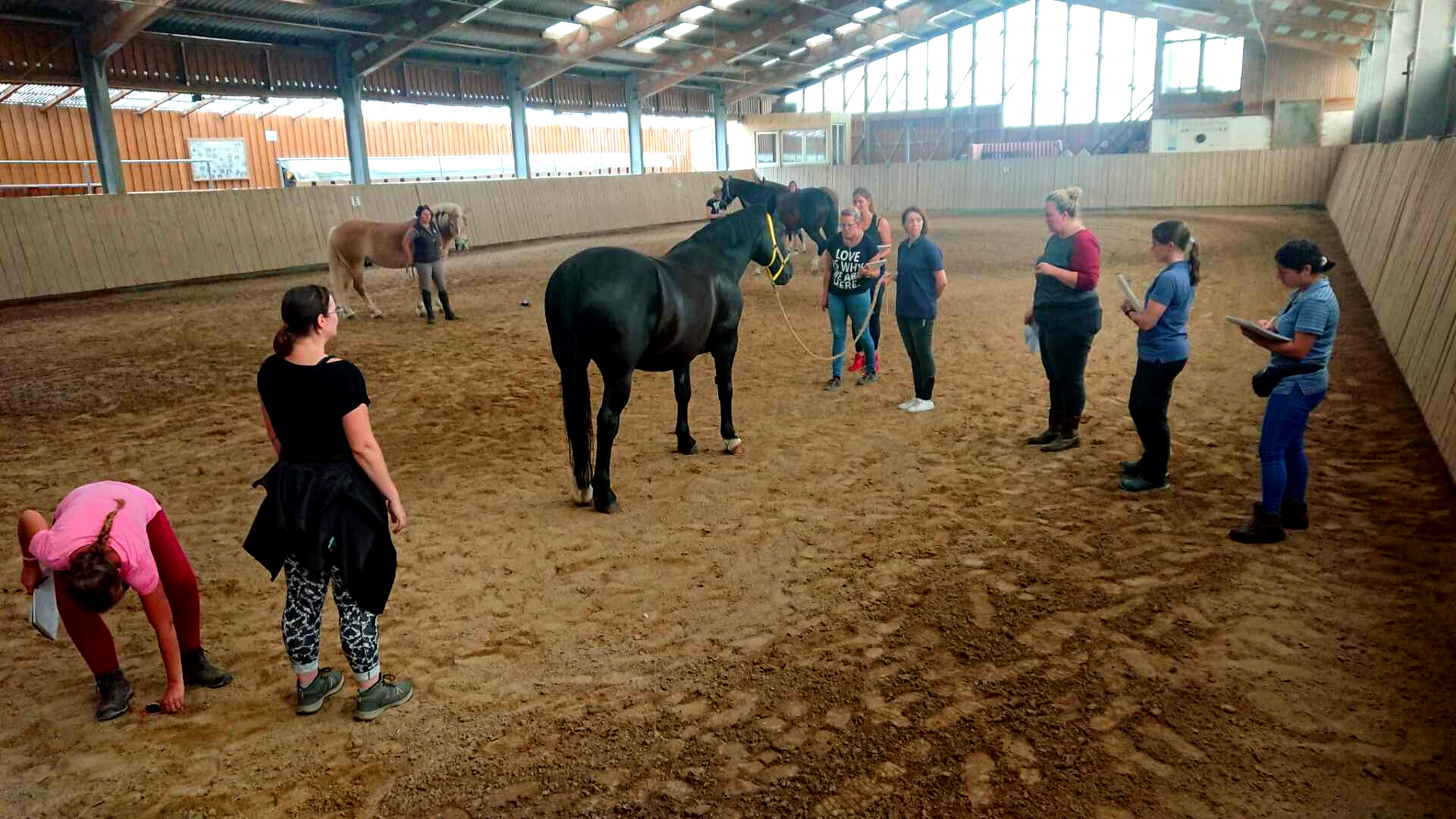 Vetosteopathie Ausbildung Pferd