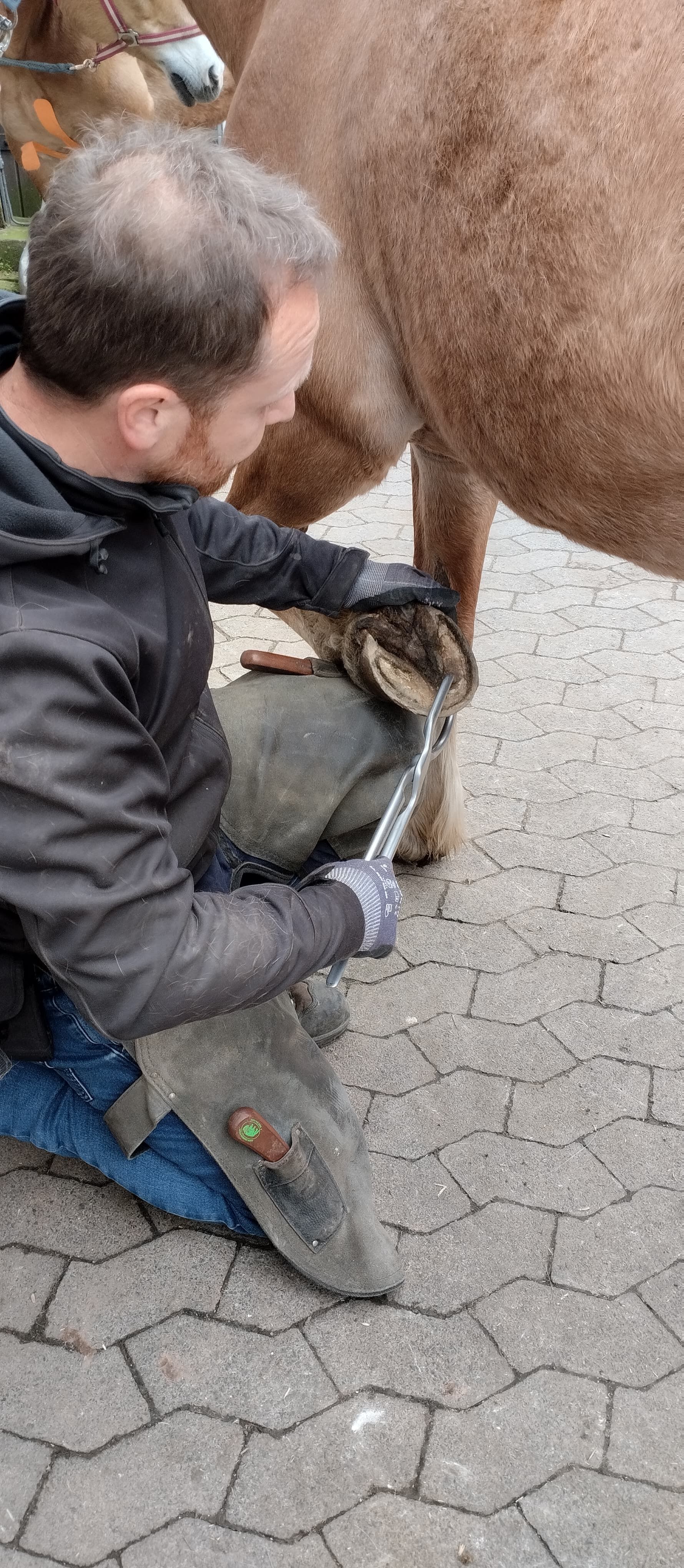 Hufbearbeitung, Hufausbildung, Huforthopädie