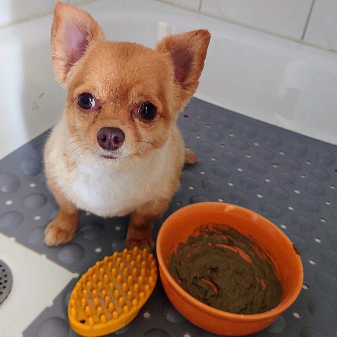 Thalasso Hundefriseur