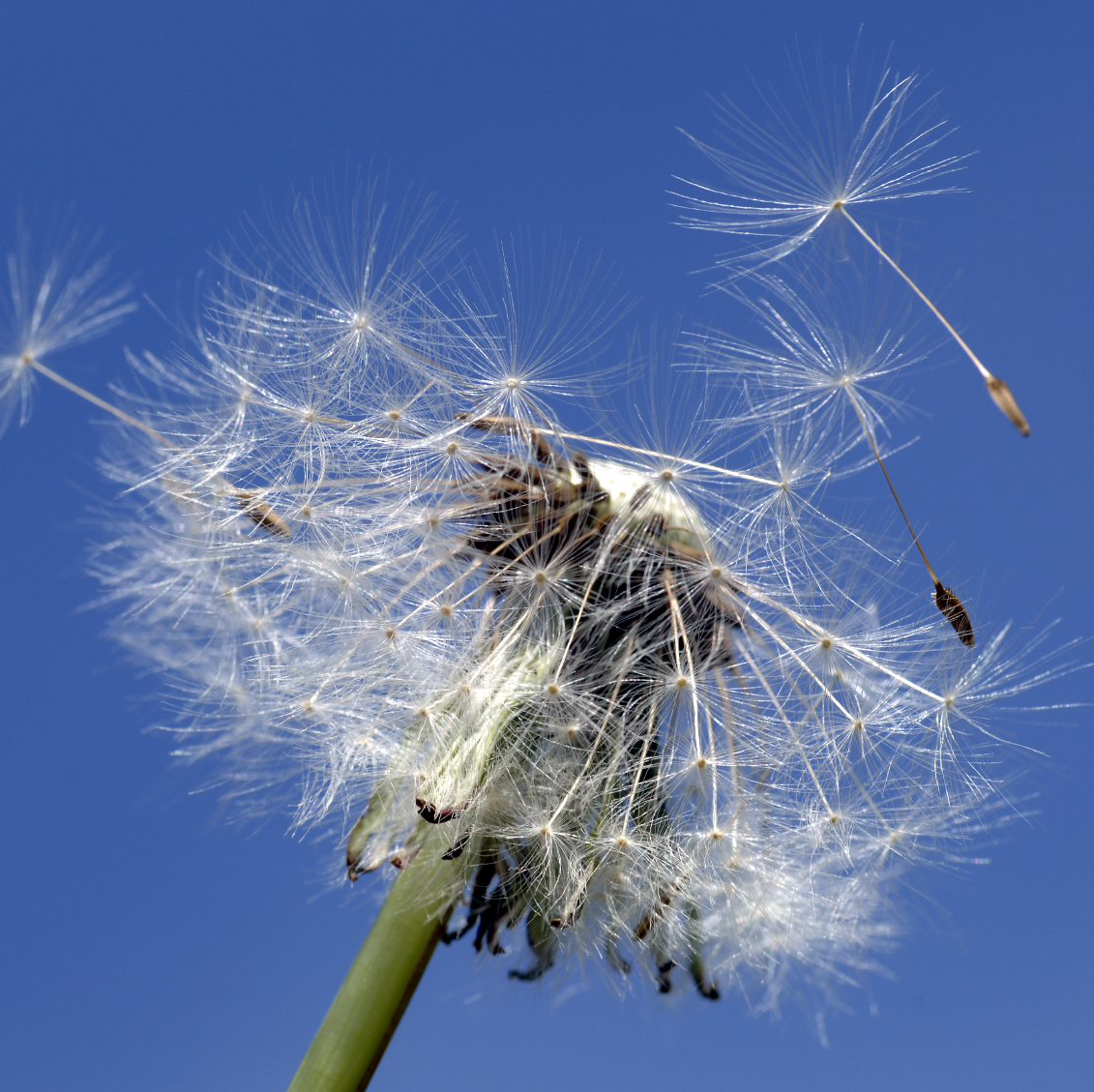 Laufende Nase, tränende Augen oder Nase dicht? Dahinter kann auch in Rostock eine Allergie stecken. Mithilfe eines einfachen Allergietests kann diese diagnostiziert werden. HNO Arzt in Rostock.
