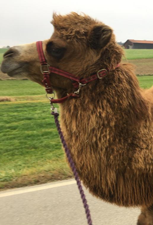 Lamawanderung in der Lama-Oase