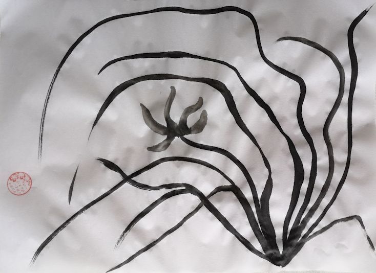 Sumie Wilde Orchidee Sumie Wilde Orchidee