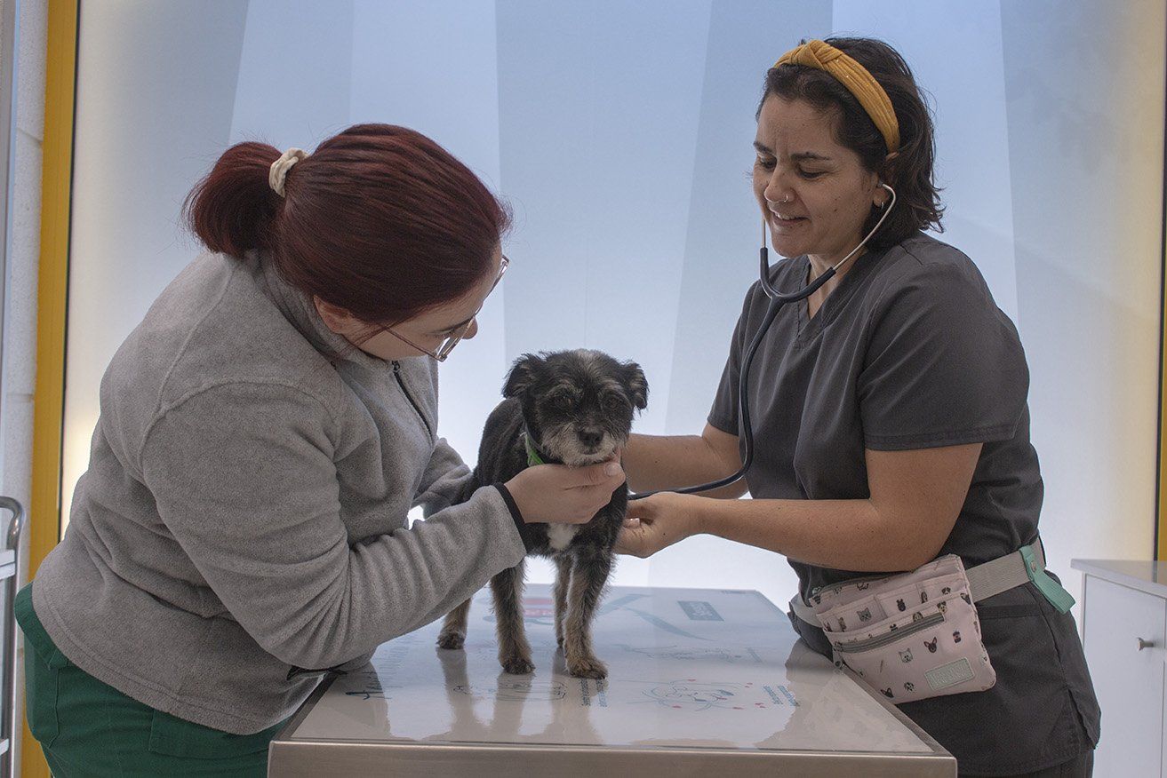 medicina interna veterinaria