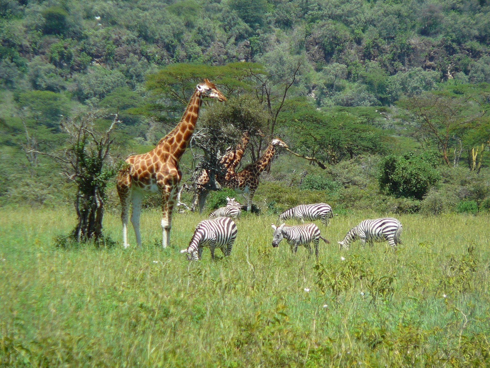 Safari Tansania