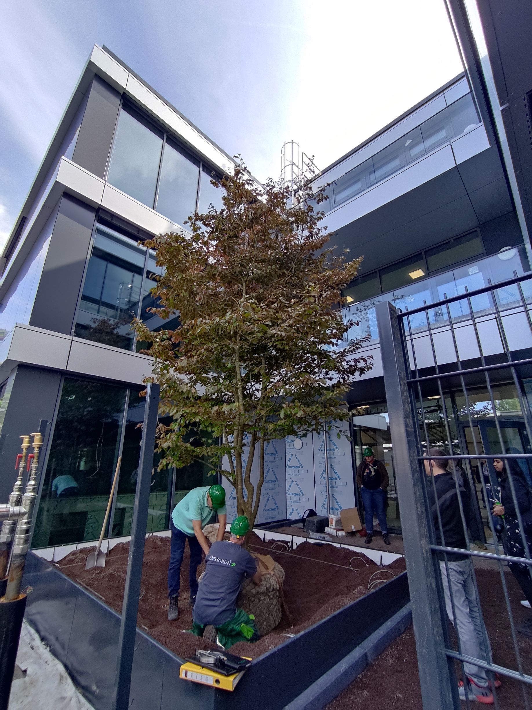 Pflanzung eines Baums auf einem Retentionsdach zur Hitzeminderung, nachhaltige Dachbegrünung und Klimaresilienz