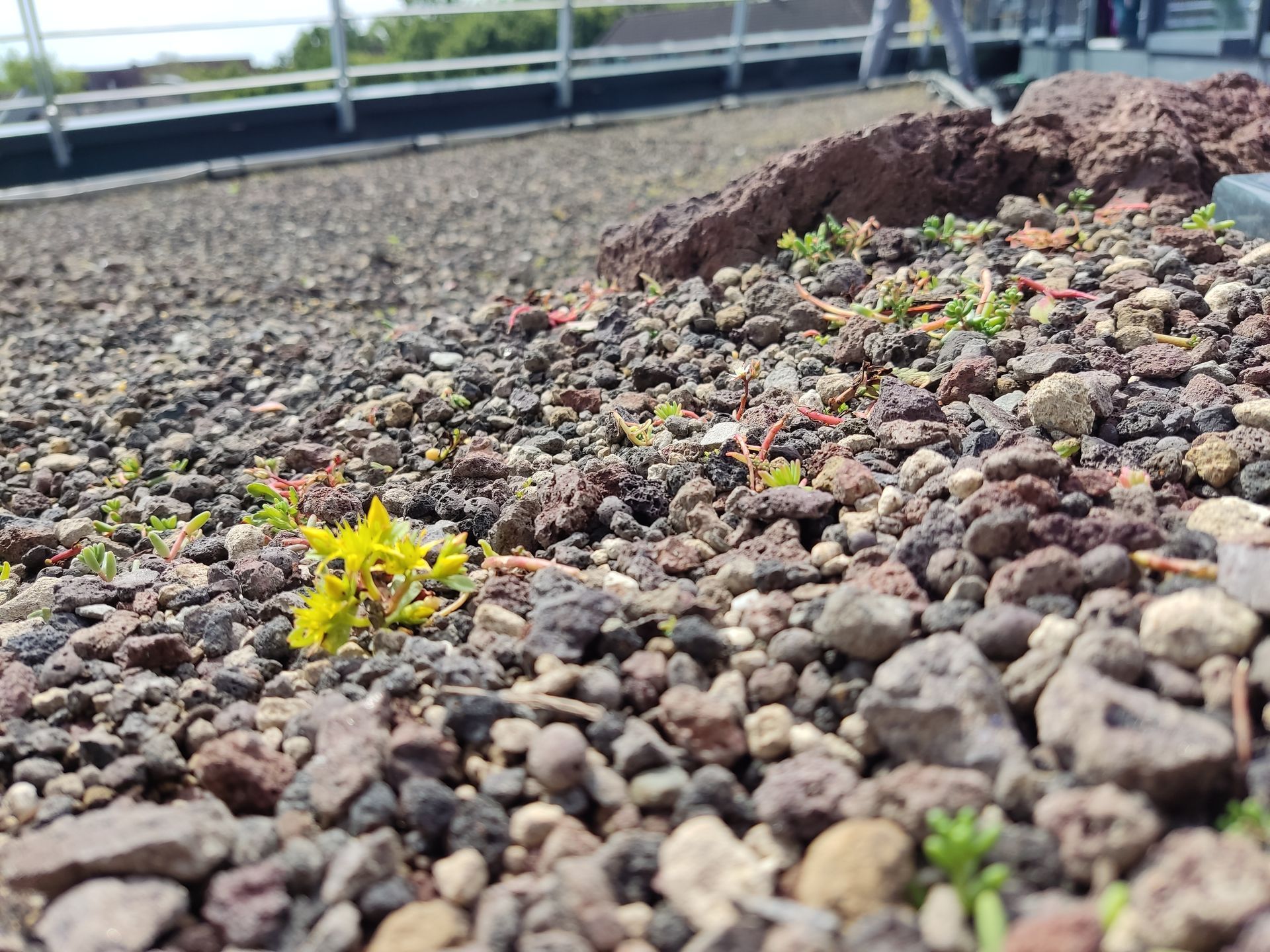 Sedum Sprout auf dem Biodiversitätsdach am Bahnhof Rheydt, intensive und extensive Dachbegrünung für nachhaltige Stadtplanung und urbane Begrünung