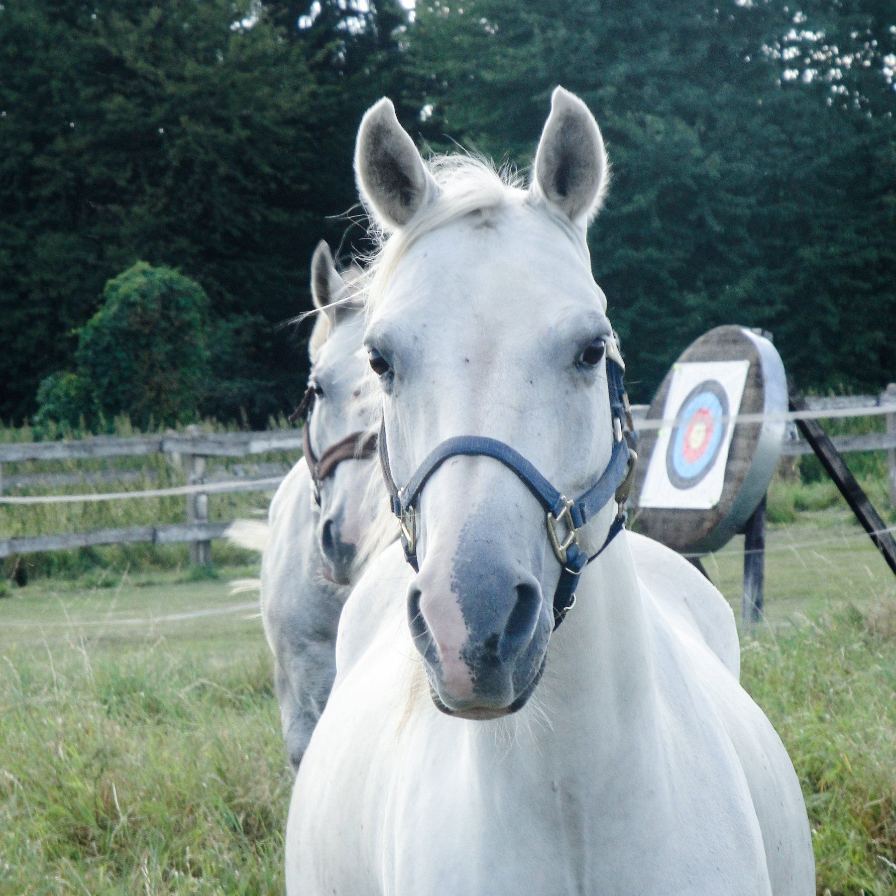 Pferde des Reitvereins Unsere Pferde