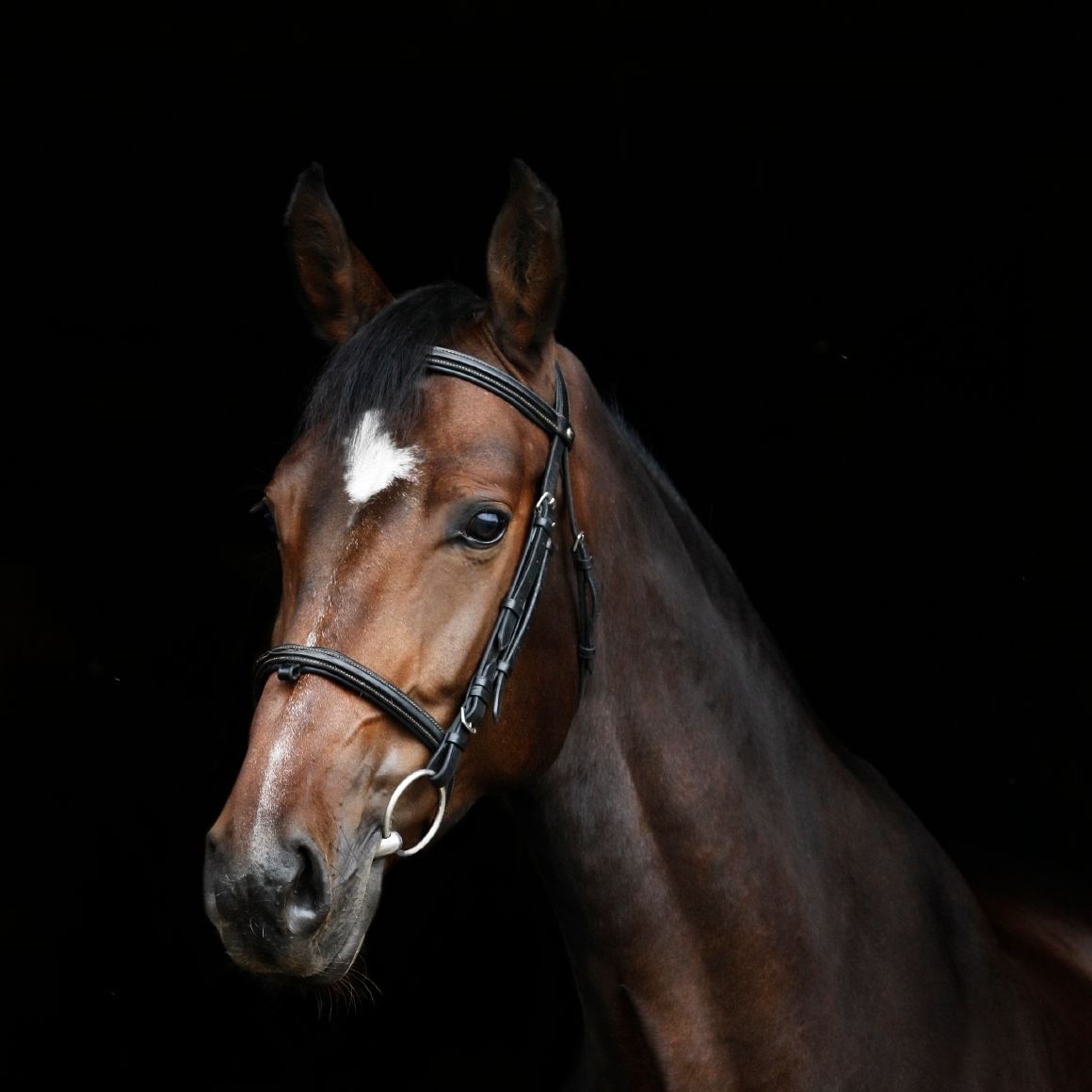 Unterricht beim Reitverein Schulpferde