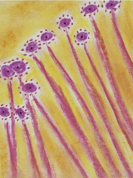 Sat Nam Designs, Sat Nam, flower, flowers, dots, nature, purple, pink, gold, yellow, abstract, art, abstract art, healing art, spiritual art, pastel chalk art, pastel chalks, Kundalini, Kundalini yoga, meditation, yoga, consciousness