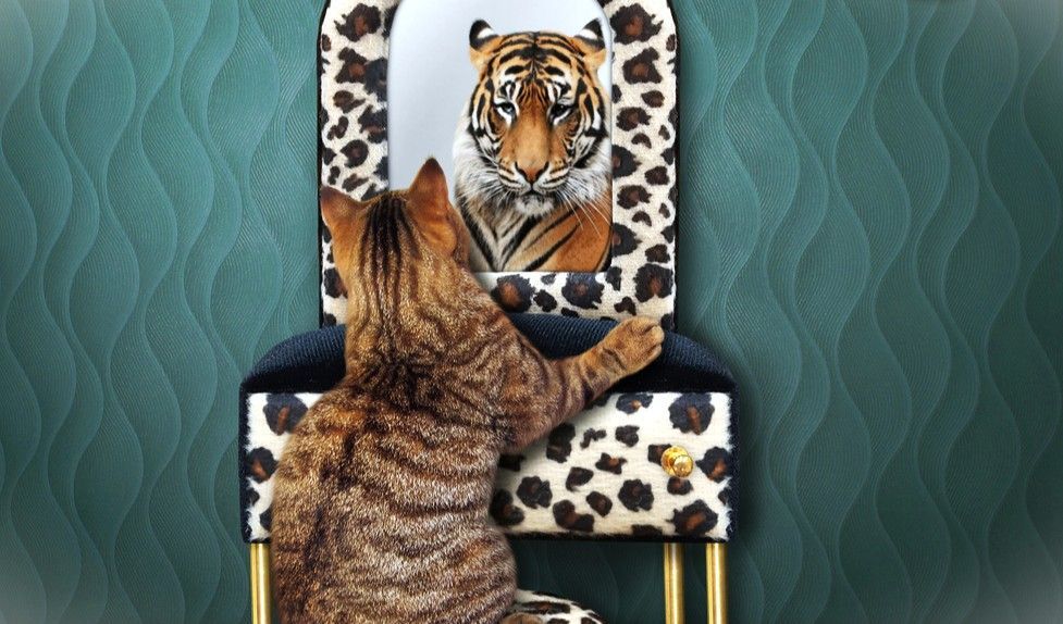 Katze sitzt vor einem Schminktisch mit Spiegel und sieht sich selbst darin als Tiger