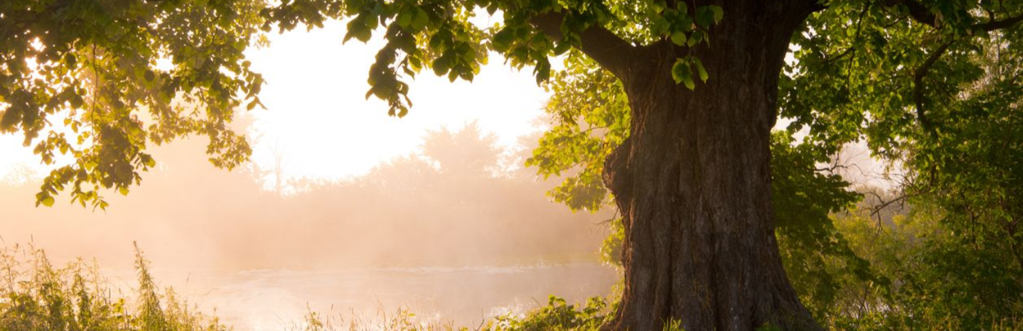 großer Baum im Licht - Status für gesundes Leben