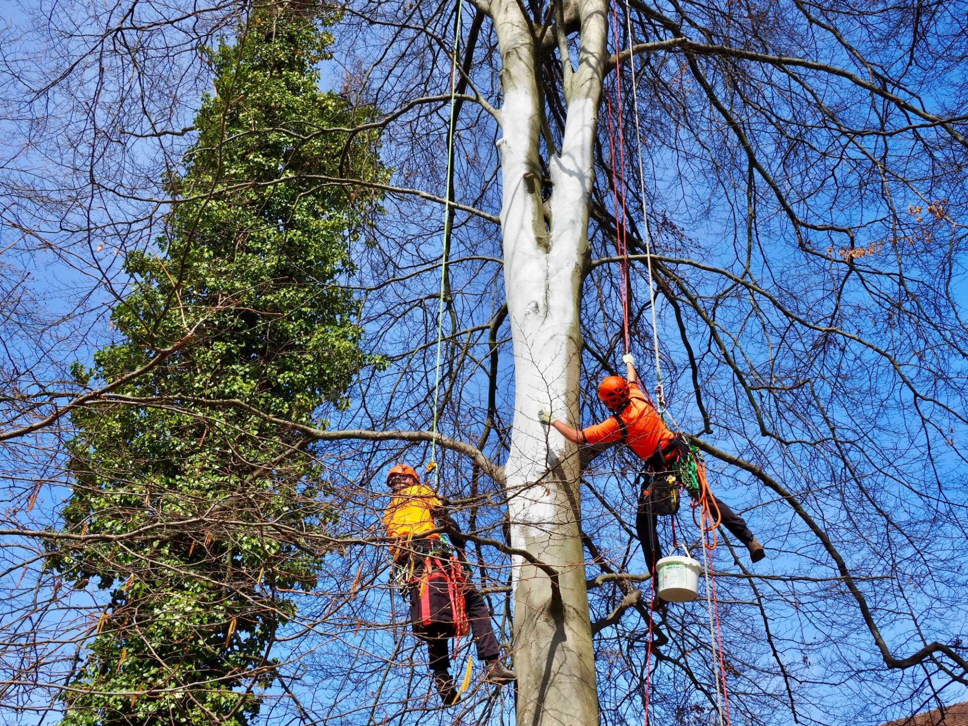 Baumpflege von Amin Dienstleistungen in Offenburg und Umgebung