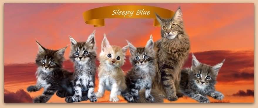 Homepage of Sleepy Blue - Maine Coon Hobbyzucht