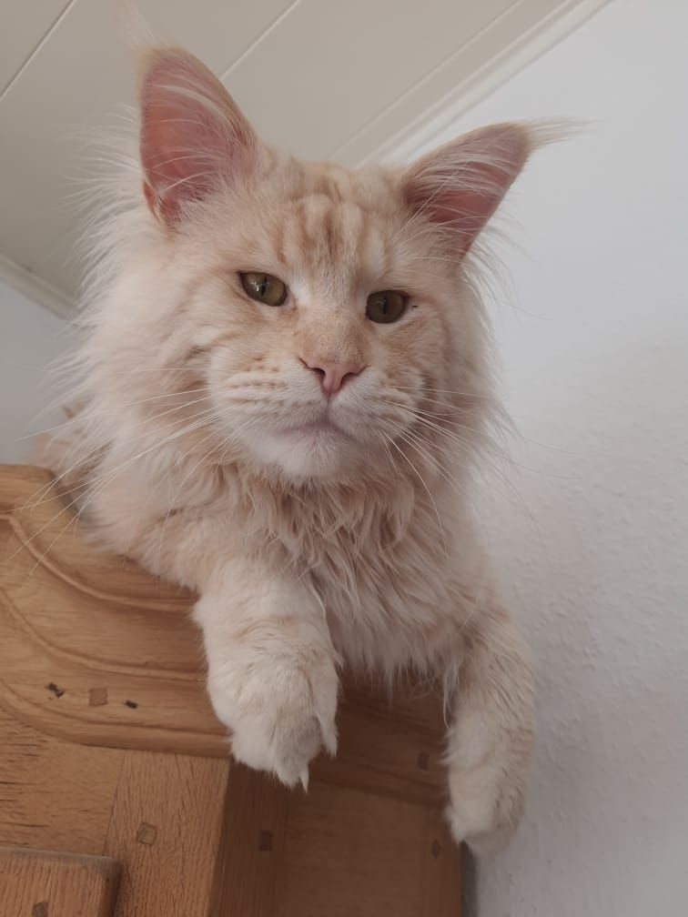 Gilbert